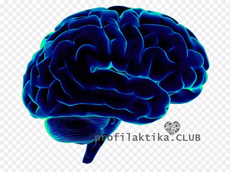 人脑神经科学认知科学-脑