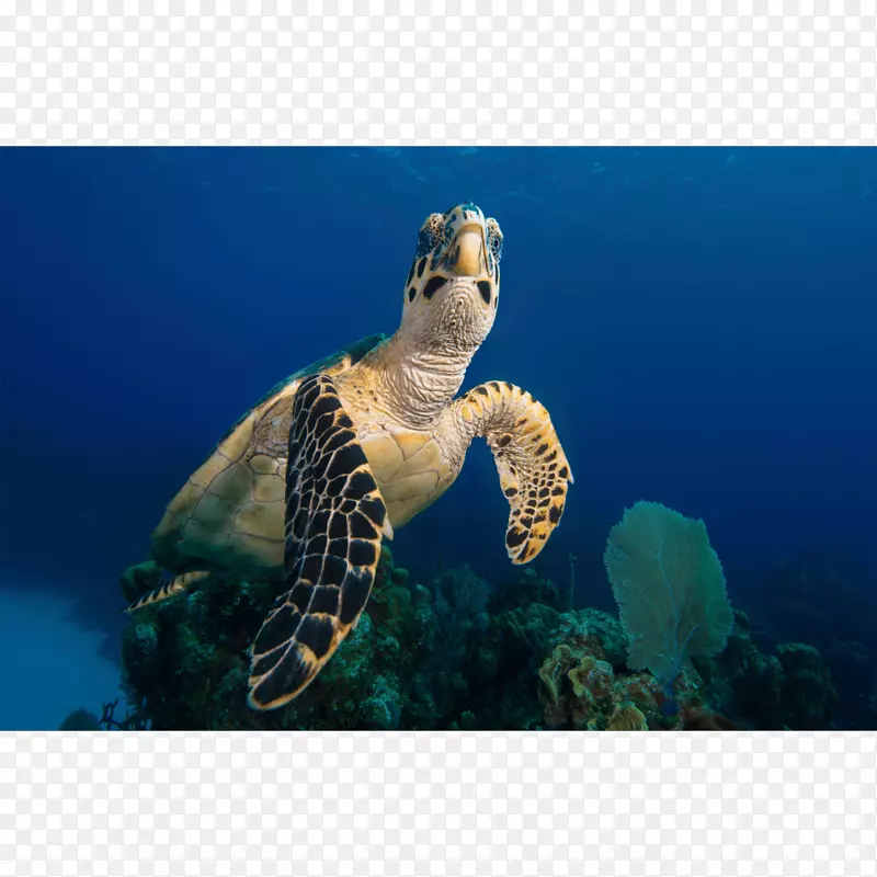 甲鱼帆布印刷摄影.水彩龟