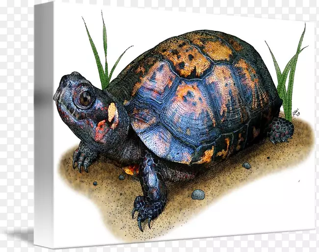 箱形海龟沼泽龟画-海龟