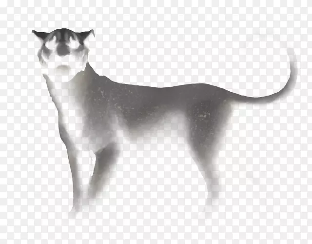 胡须猫狗品种-猫