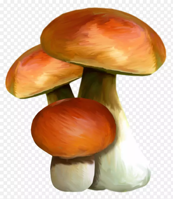 食用菌水彩画-蘑菇