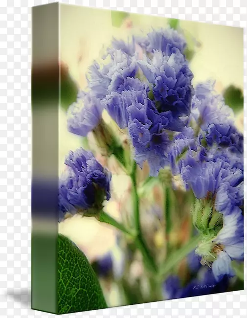 英国薰衣草花卉设计切花蓝帽设计