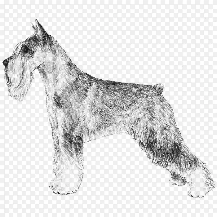小型雪纳瑞标准雪纳瑞巨型雪纳瑞苏格兰猎犬塞斯基猎犬-小狗