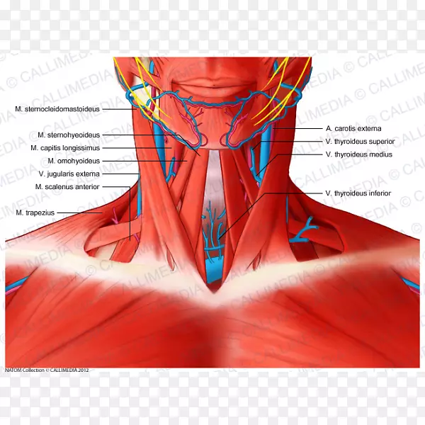 斜角肌系统颈部解剖-肌肉系统解剖图