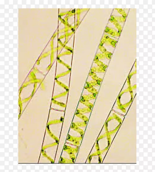 水丝绿藻多细胞生物单细胞生物衣藻