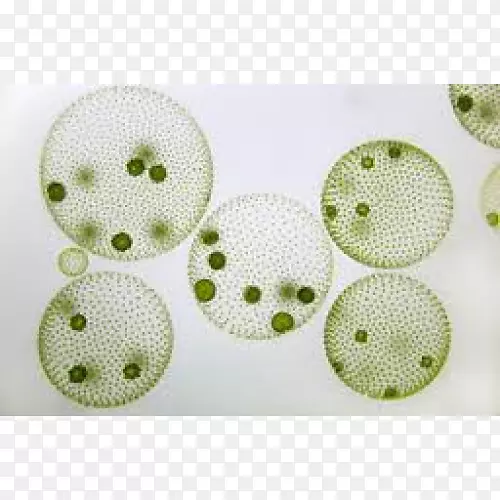 球藻显微镜绿藻菌落显微镜