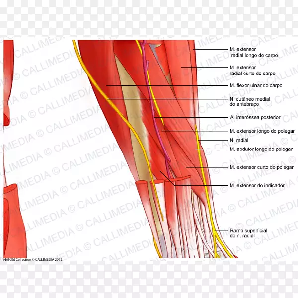 神经系统人体解剖前臂肌肉系统解剖图