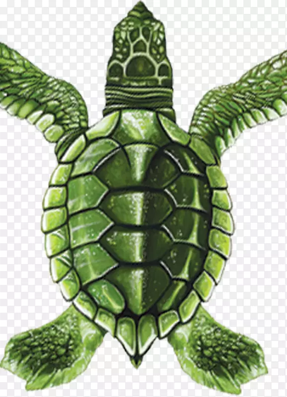 池塘龟绿海龟龟