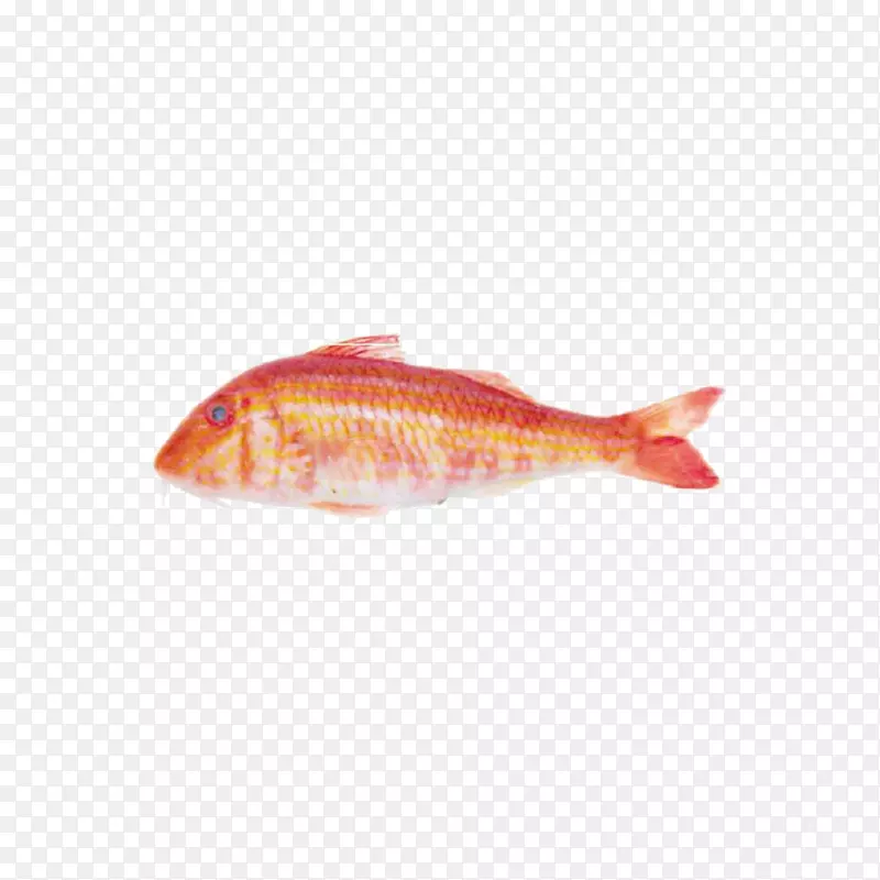 北红鱼产品栖息海洋生物-鱼类