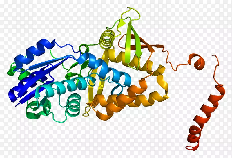 精氨酸琥珀酸合成酶1-酶