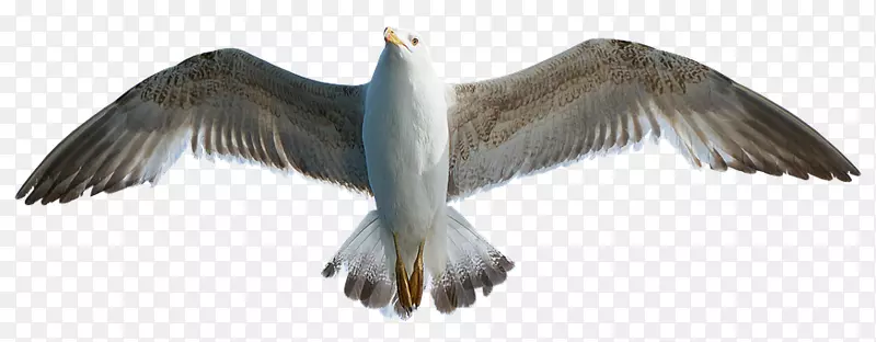 欧洲鲱鱼鸥鸟摄影.海鸥飞行