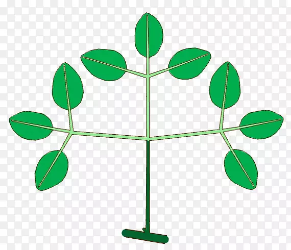 叶植物茎系分叉夹艺术-叶