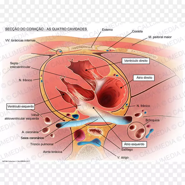 心脏瓣膜右心房主动脉解剖-心脏
