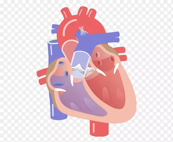 心脏瓣膜收缩-心脏循环传导系统