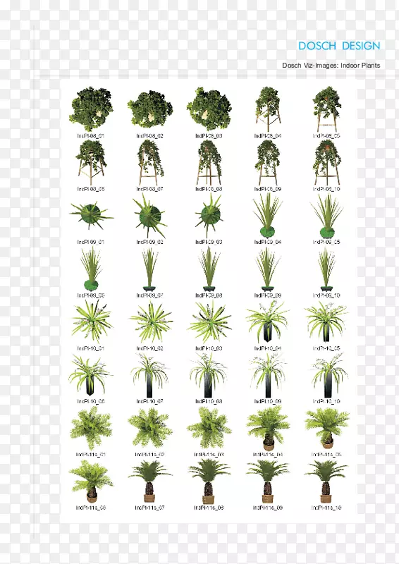 草本植物茎型树