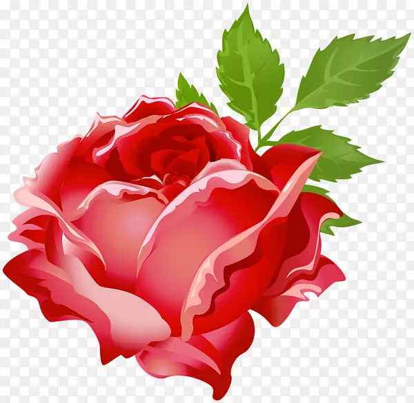花园玫瑰，卷心菜，玫瑰，玫瑰，花卉剪贴画-红玫瑰PNG