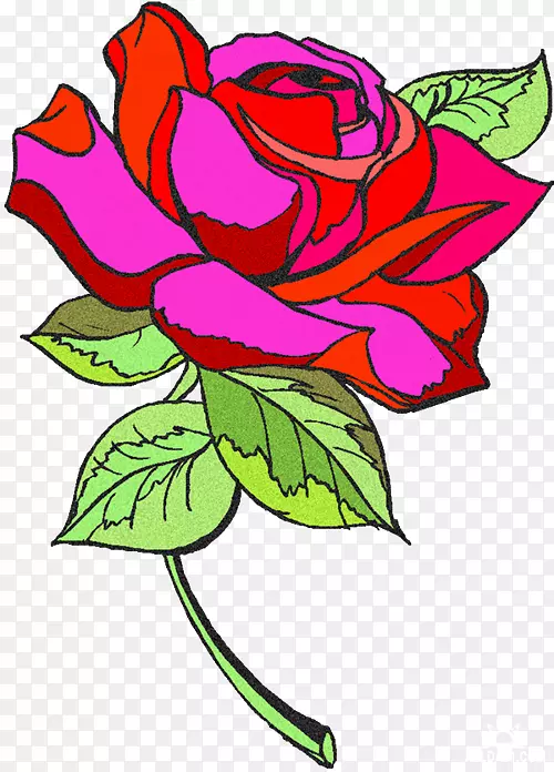花卉设计花园玫瑰海滩玫瑰切花