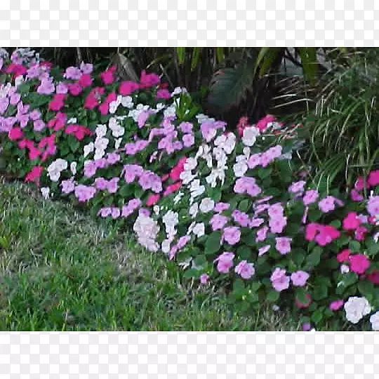 凤仙花粉红色一年生植物遮荫花园花