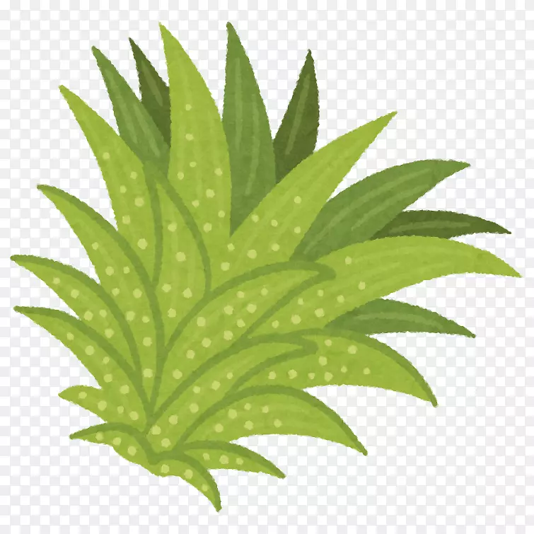 沖縄ブッチャマン神：英国版的冲绳海岛风植物(いらすとやtillandsiaいらすとやtillandsia)