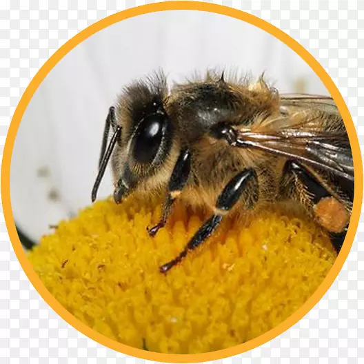 蜜蜂大黄蜂花粉昆虫-蜜蜂