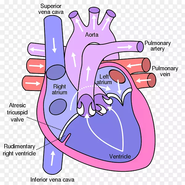 心脏瓣膜解剖图-心脏