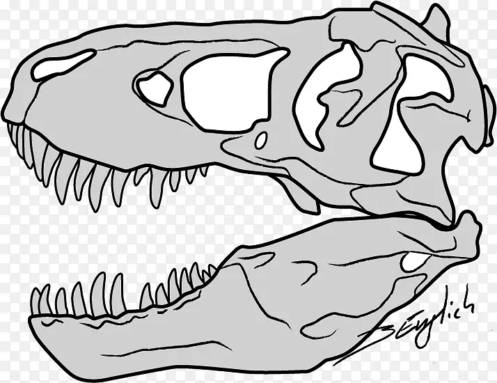 暴龙头骨恐龙素描-头骨