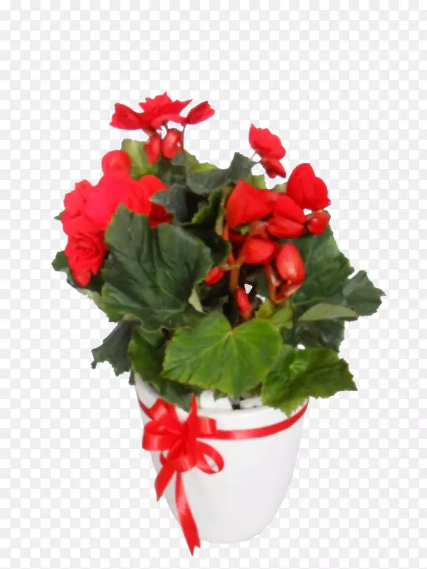 梅尔卡多牙买加玫瑰礼品花卉-玫瑰