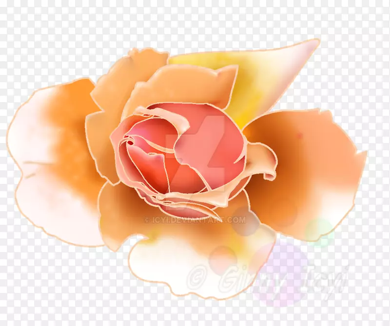 花园玫瑰粉红色花瓣-玫瑰