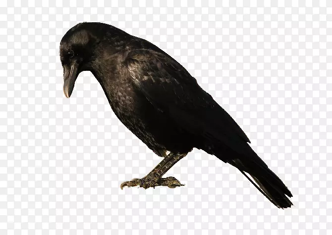 美洲乌鸦新加里东乌鸦鸟