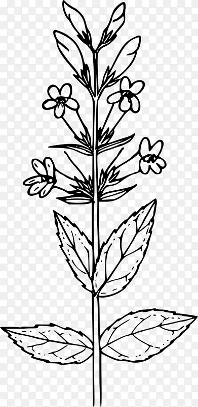 芥菜植物绘图书芥菜种子黑芥菜植物