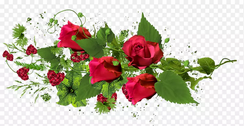 幸福花园玫瑰生日-天竺葵