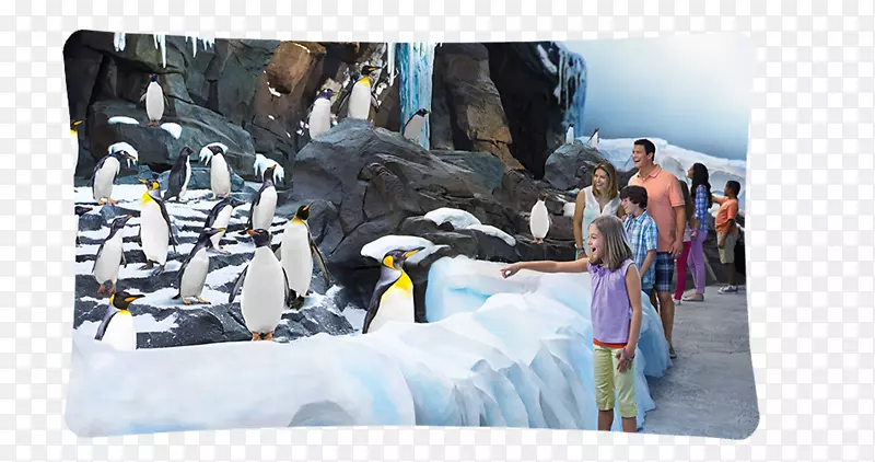 海洋世界奥兰多布施花园南极洲坦帕：企鹅帝国圣安东尼奥发现湾企鹅