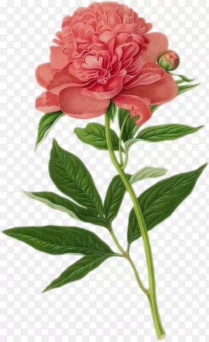 植物学插图牡丹画植物学-牡丹