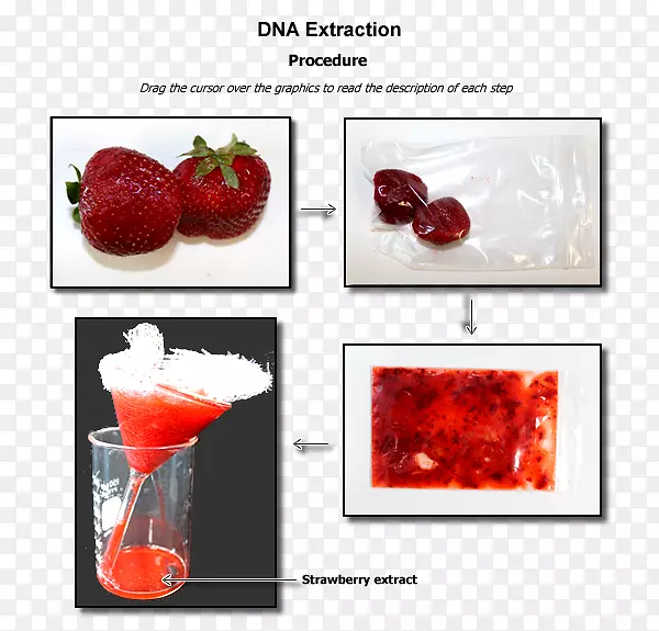 草莓DNA提取实验室生物学-草莓
