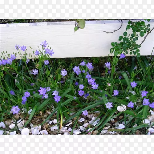 英国薰衣草紫地被紫罗兰
