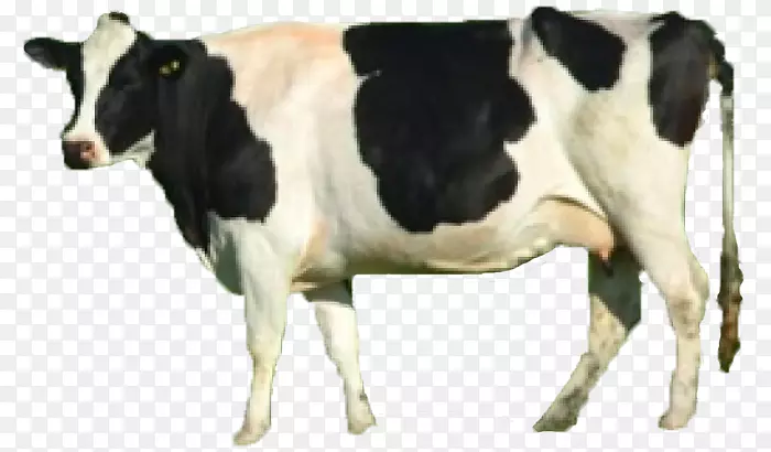 奶牛牛磺酸牛犊肉牛动物绵羊