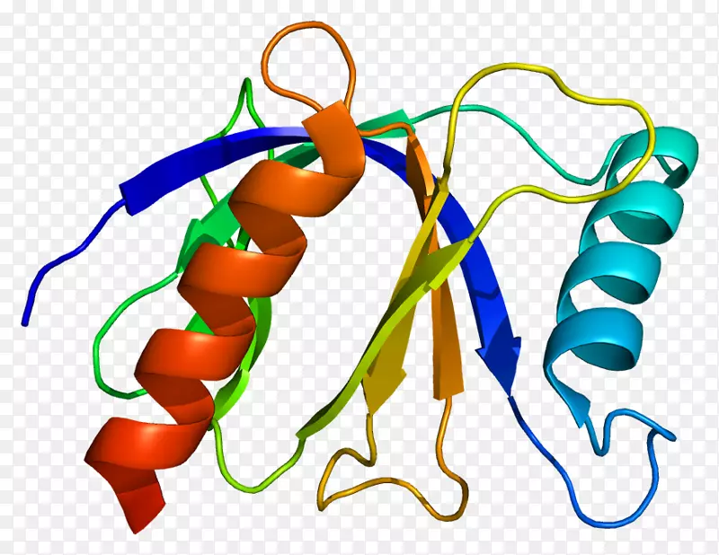 表皮生长因子受体eps8l1蛋白