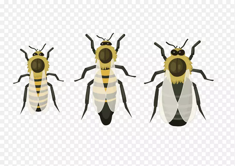 蜜蜂害虫-蜜蜂