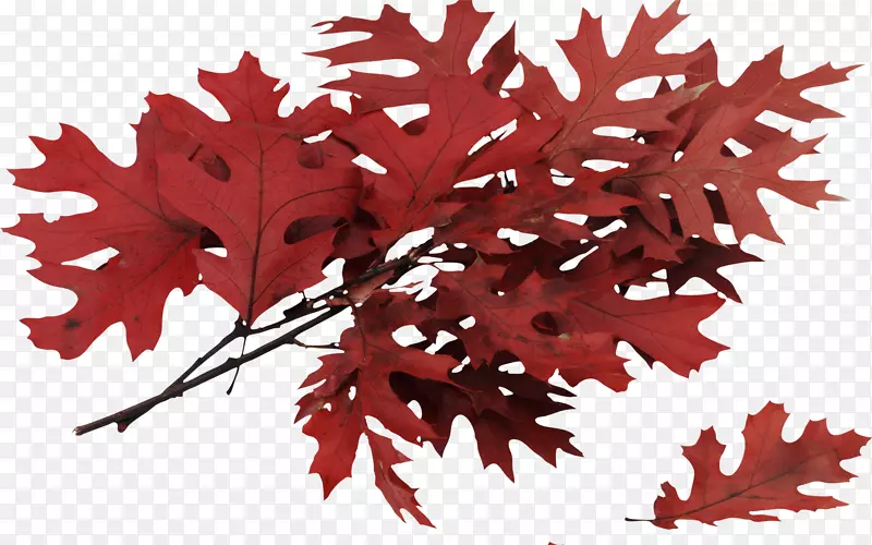 秋叶树北红橡树-秋天