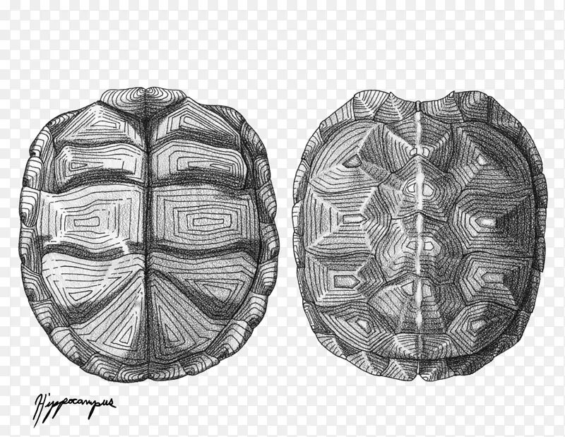 华丽盒龟爬行动物画龟壳龟