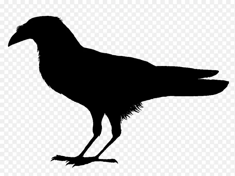 世界上的鸟类：推荐的英文名称是管乌鸦、索马里乌鸦、普通乌鸦-鸟。
