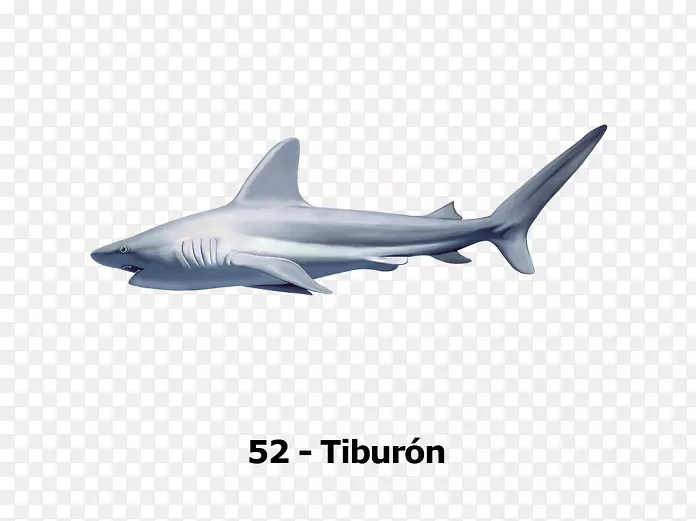 虎鲨方形鲨鱼桌面壁纸电脑图标-Tiburon