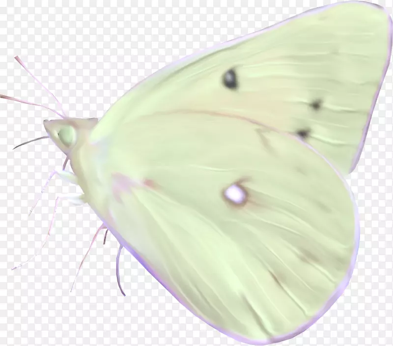 毛茸茸的蝴蝶蛾蝶