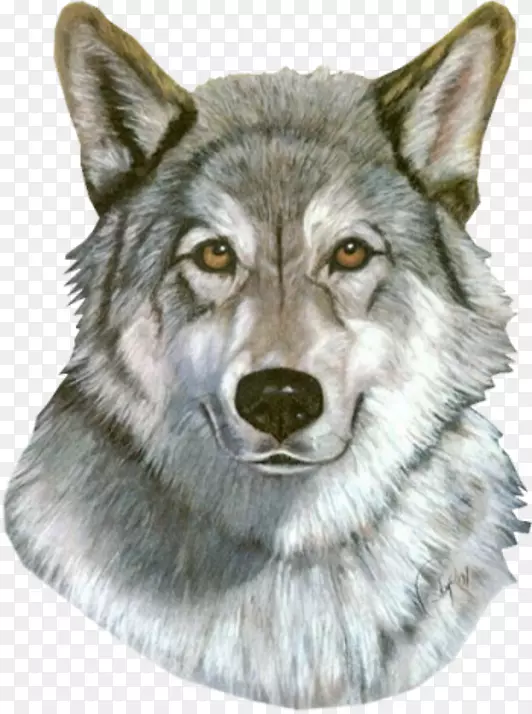 狼，塔马斯干狗，普通话狼，阿拉斯加苔原狼，狼