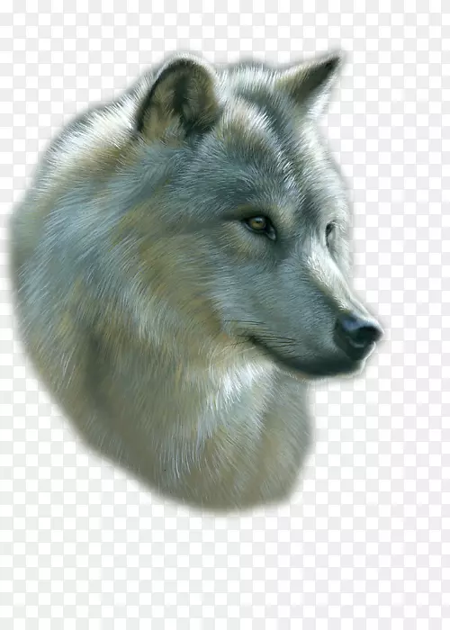 灰狼绘画艺术水彩画