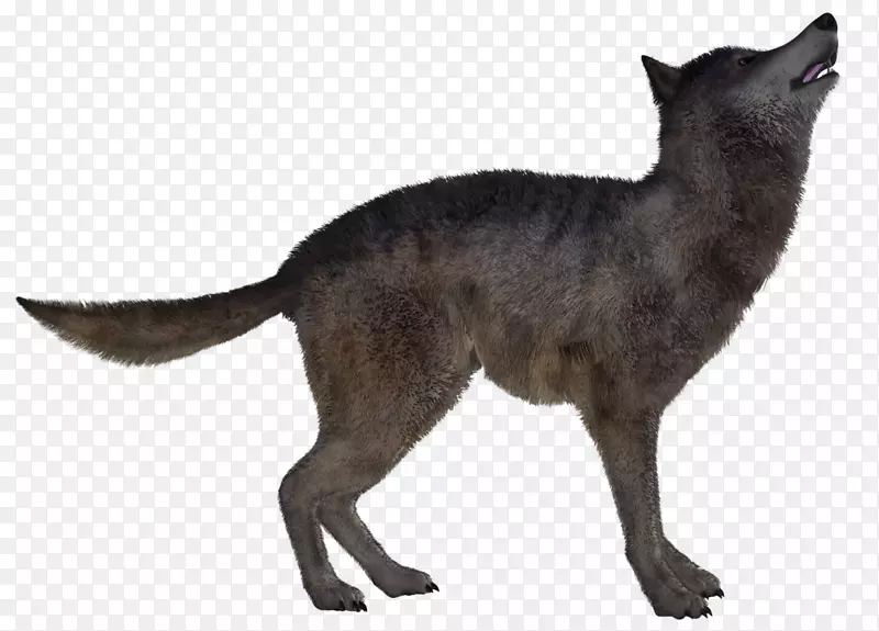 红狐狗，土狼，野狗