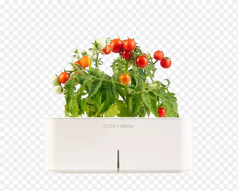 蔬菜园艺草本植物生长水果-水番茄
