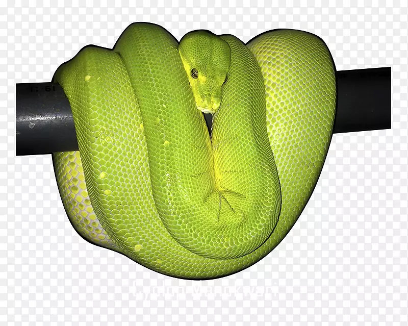 绿树巨蟒球蛇爬行动物-蛇