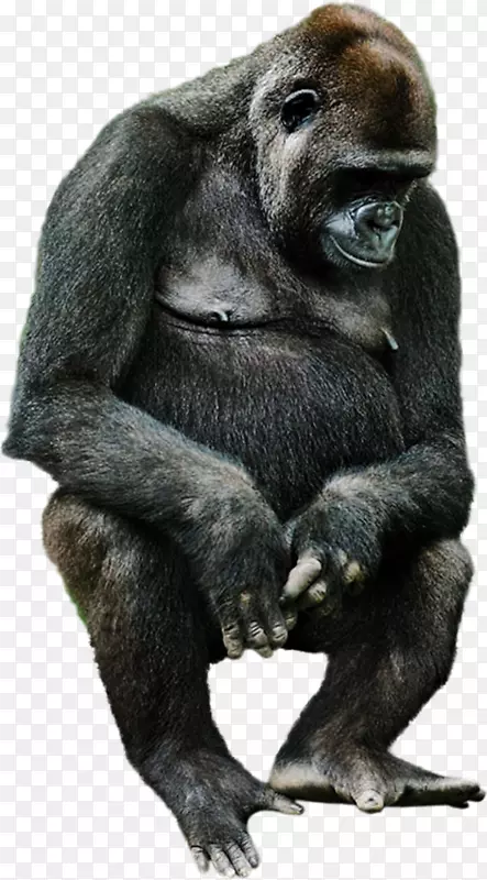 西部大猩猩普通黑猩猩动物剪贴画