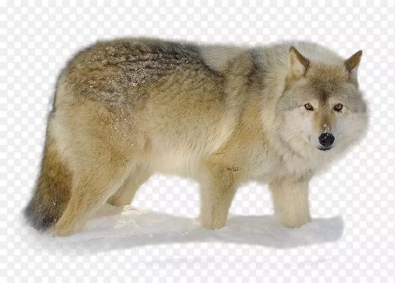 阿拉斯加苔原狼，狼鼻子，灰狼-尼基塔